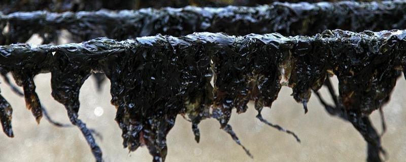 紫菜养殖过程与技术（含注意事项）