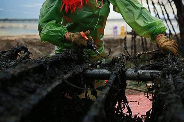 紫菜养殖过程与技术(含注意事项)