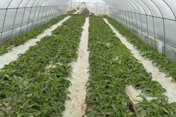 赤霉素用法与用量(多种农作物),超详细建议收藏