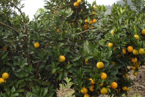 赤霉素用法与用量(多种农作物),超详细建议收藏