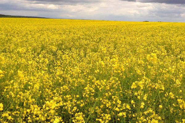 赤霉素用法与用量(多种农作物),超详细建议收藏