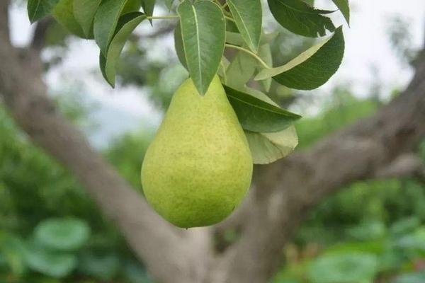 联苯肼酯,除螨克星