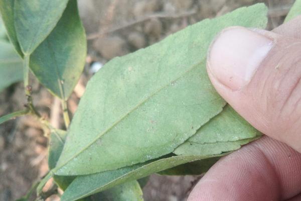 联苯肼酯,除螨克星