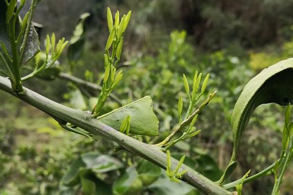 联苯肼酯,除螨克星