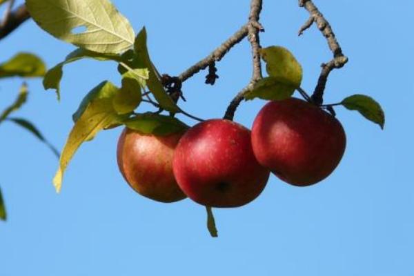 联苯肼酯,除螨克星