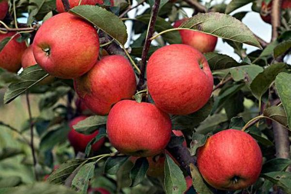 联苯肼酯,除螨克星