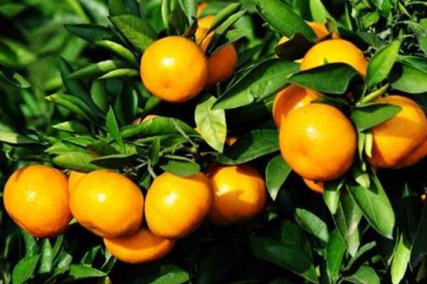 联苯肼酯,除螨克星