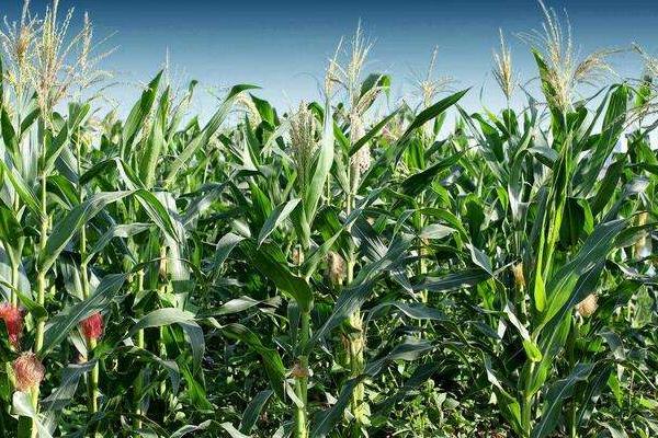 中元66玉米品种特征