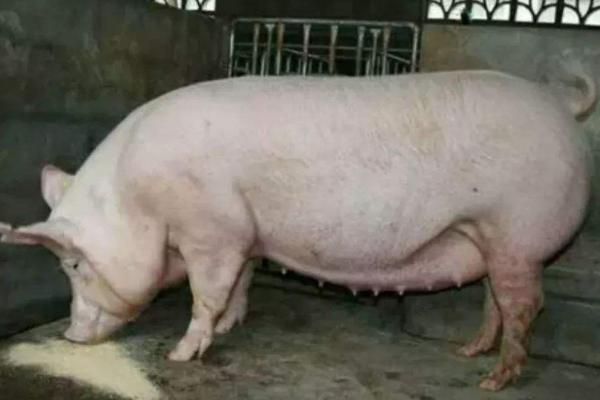 母猪瘫痪了打什么针,需明确病情后再治疗