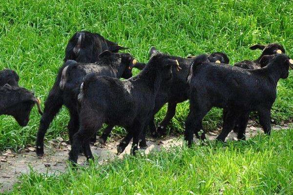 养殖黑山羊利润与成本,投资不算大