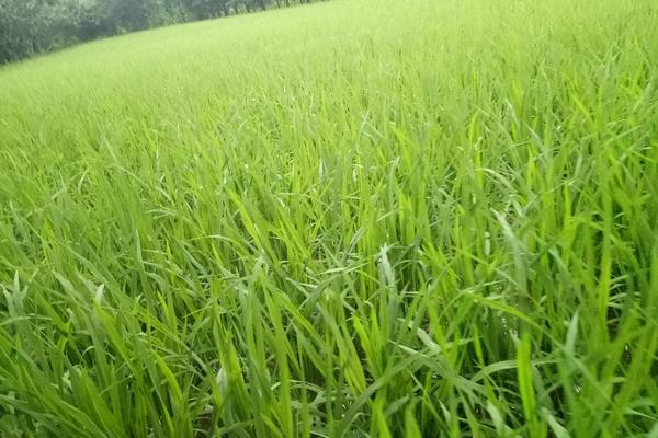 作物品种的名次解释,常见的7个农作物类别