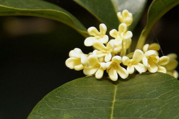 桂花用什么肥料