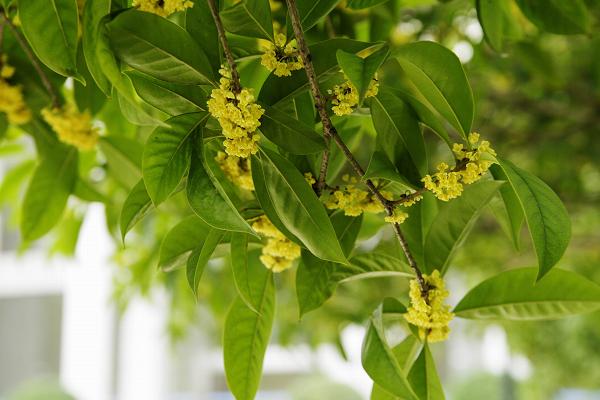 桂花用什么肥料