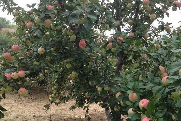 果树种植技术,冬季栽果树优势