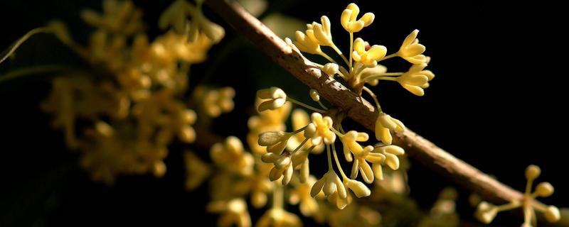 桂花用什么肥料最好最旺，这样施肥长得快