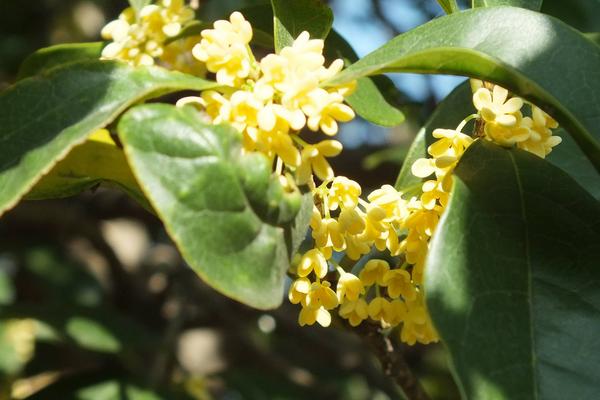 桂花用什么肥料