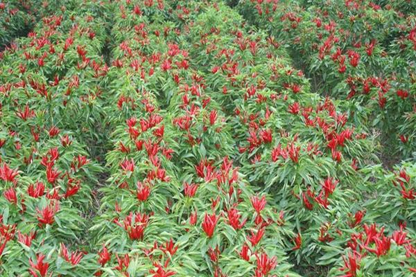 小米辣亩产多少斤