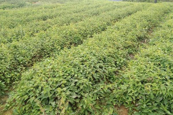 何首乌种植时间和方法,每种繁殖方法的时间有区别