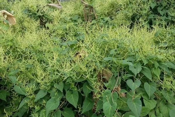 何首乌种植时间和方法,每种繁殖方法的时间有区别