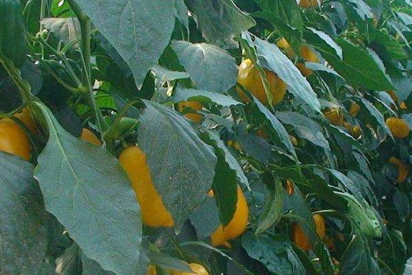 黄腐酸钾对农作物的作用