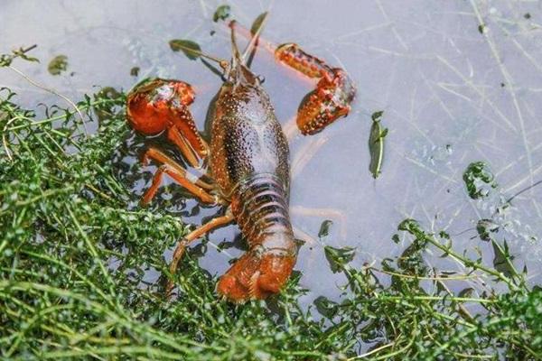 小龙虾养殖吧开个小龙虾养殖场要多少成本