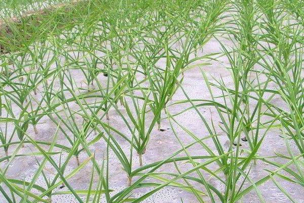 种植大蒜怎样施肥