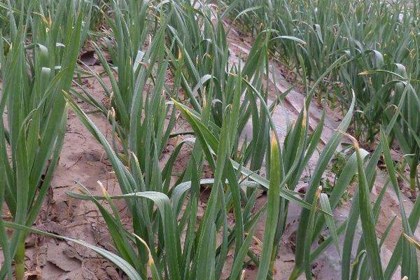 种植大蒜怎样施肥