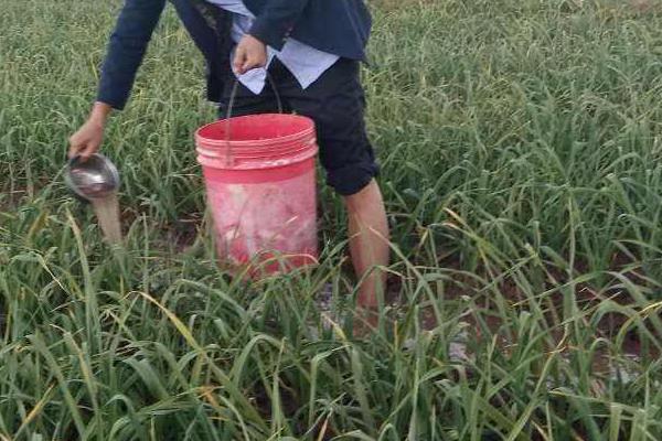 种植大蒜怎样施肥