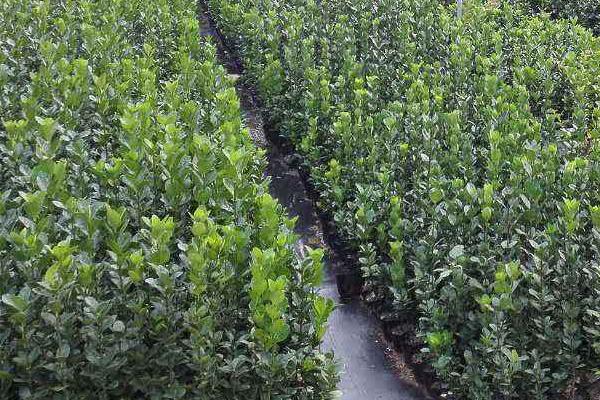 不伤树苗的除草剂