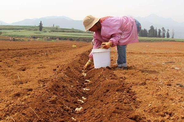 种植生姜用什么肥料