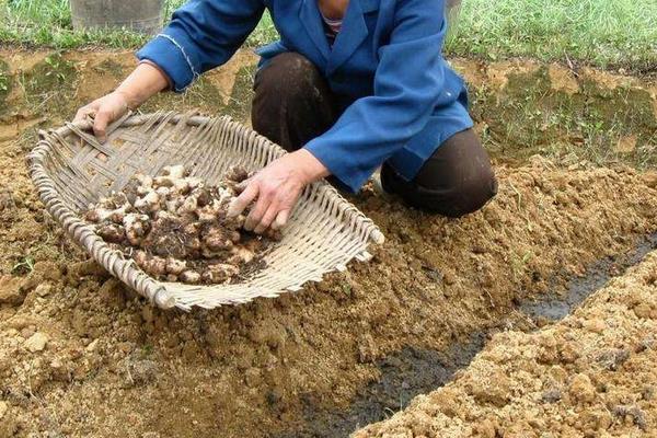 种植生姜用什么肥料