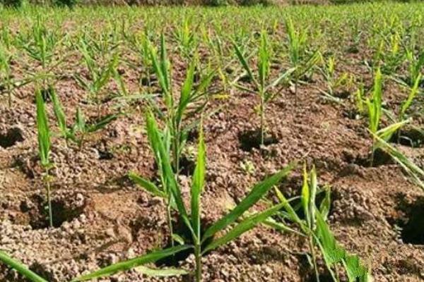 种植生姜用什么肥料