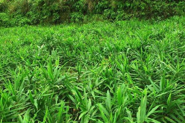 种植生姜用什么肥料