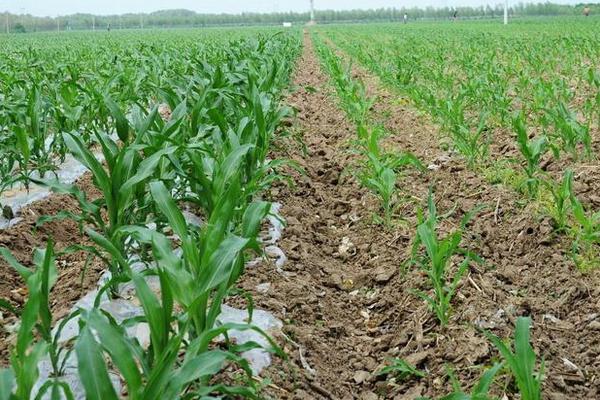 德玉579玉米种子详情