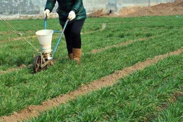 小麦返青肥什么时候施