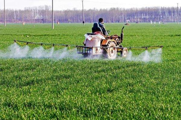 小麦返青肥什么时候施