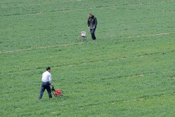 小麦返青肥什么时候施