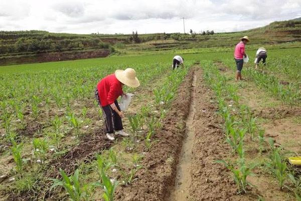 尿素如何施肥