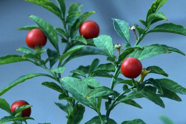 珊瑚豆的养殖方法