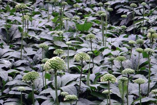 云南白药种植方法