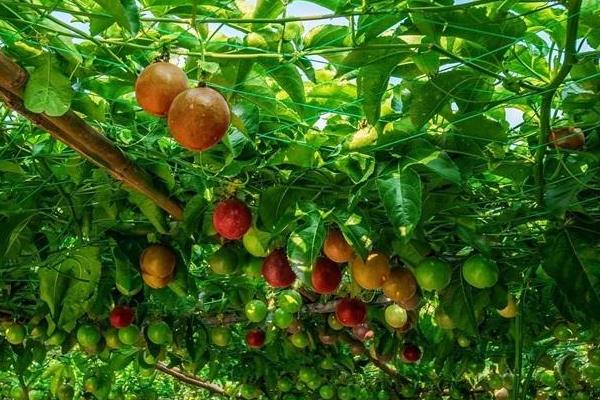 百香果种植必读