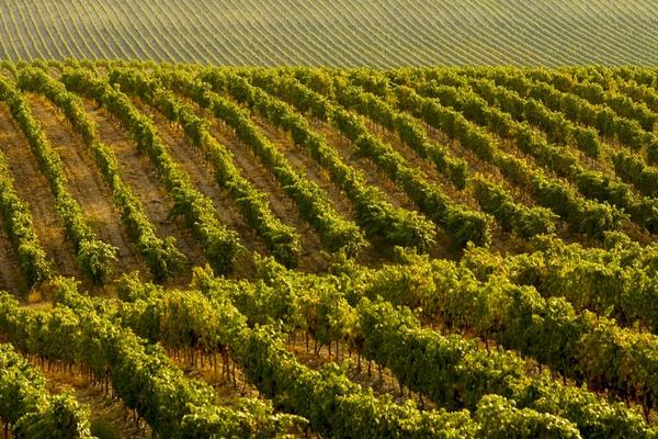 种植葡萄的基本知识