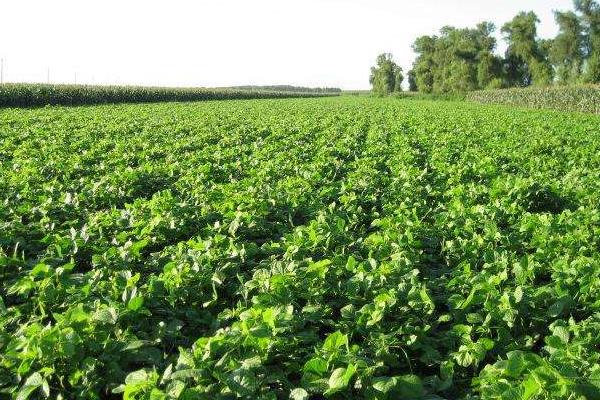 红小豆种植时间和方法