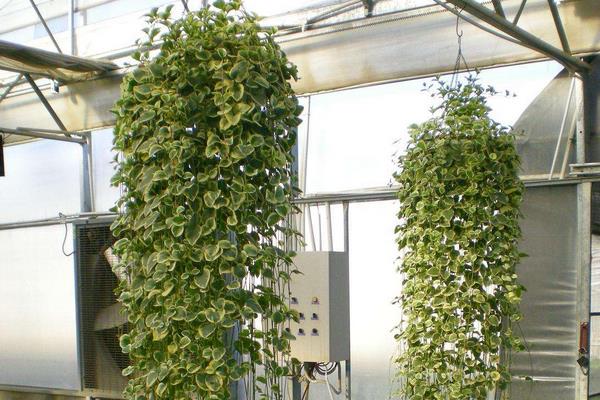 花叶曼长春藤养殖方法