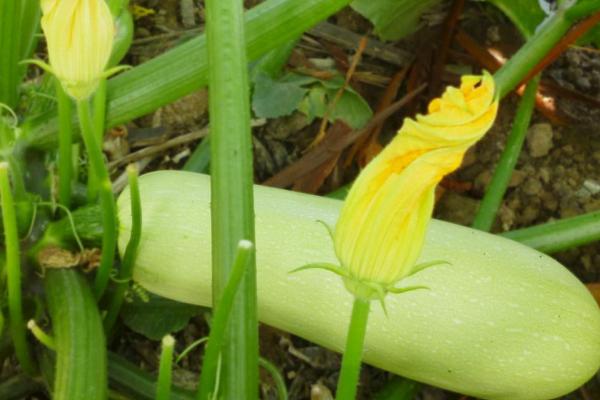 西葫芦种植密度