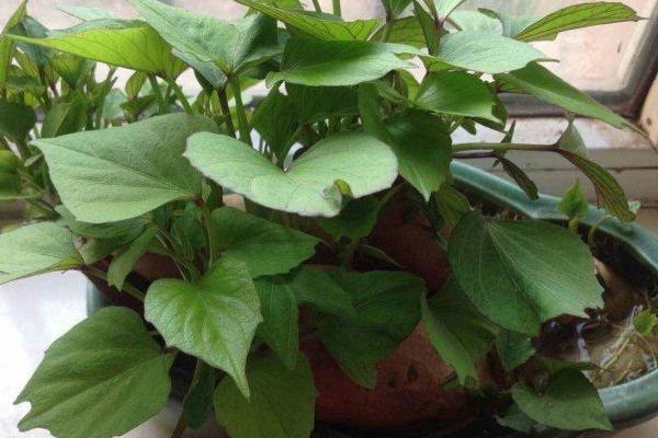 菜用红薯叶种植