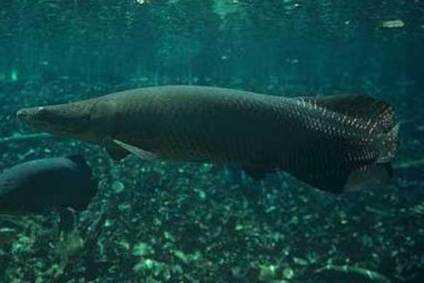 广东巨骨舌鱼人工养殖