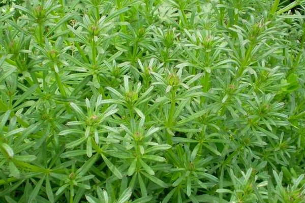 草铵膦能死根吗