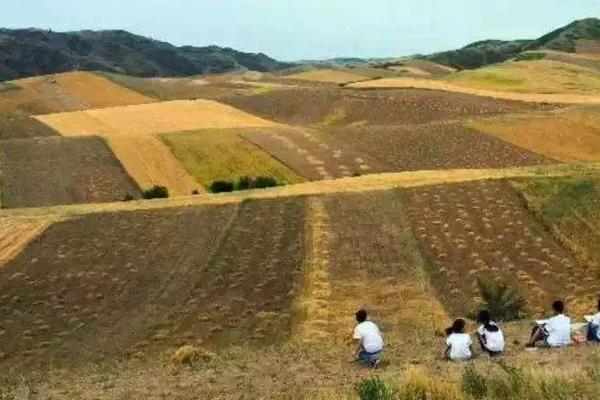 鹰嘴豆种植时间和方法