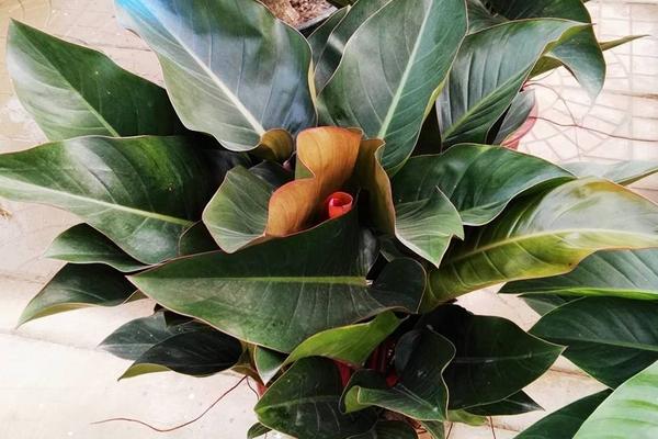 红钻花的养殖方法